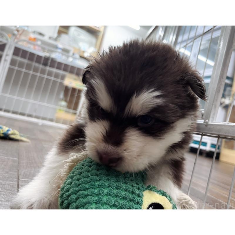 販売中の東京都のアラスカンマラミュート-430943の8枚目