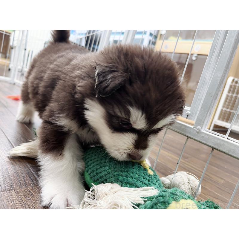 販売中の東京都のアラスカンマラミュート-430943の5枚目