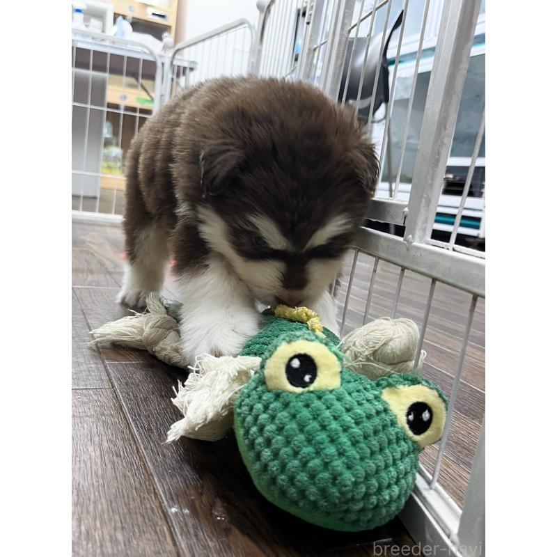 販売中の東京都のアラスカンマラミュート-430943の4枚目