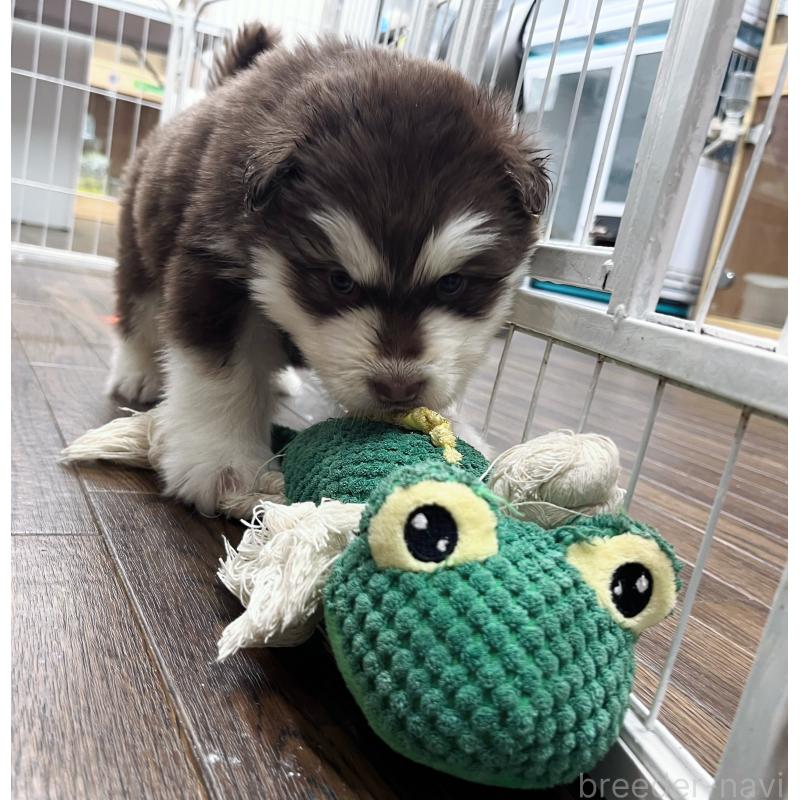 販売中の東京都のアラスカンマラミュート-430943の3枚目