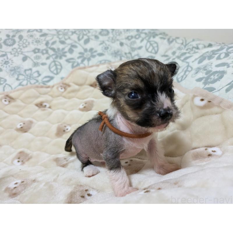 販売中の大分県のチャイニーズクレステッドドッグ-430944の7枚目