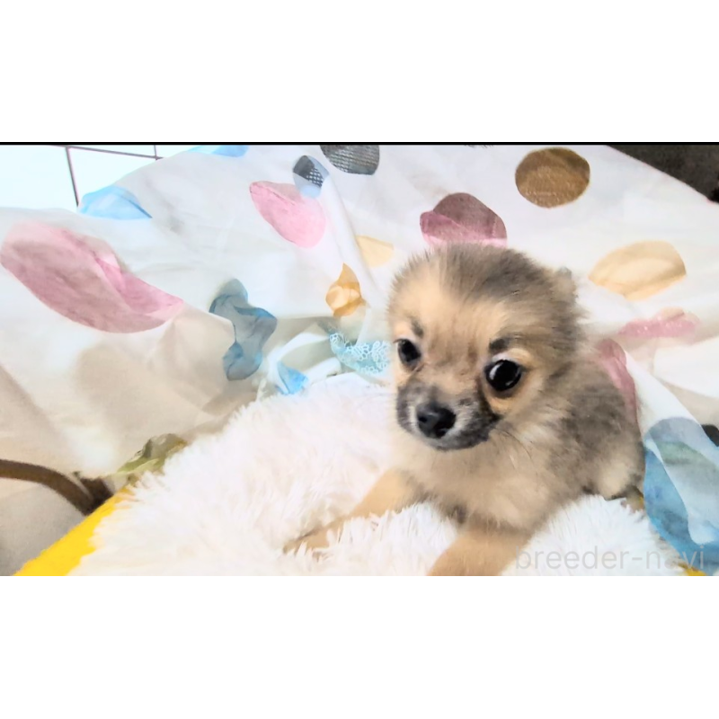 販売中の茨城県のミックス犬-417436の6枚目