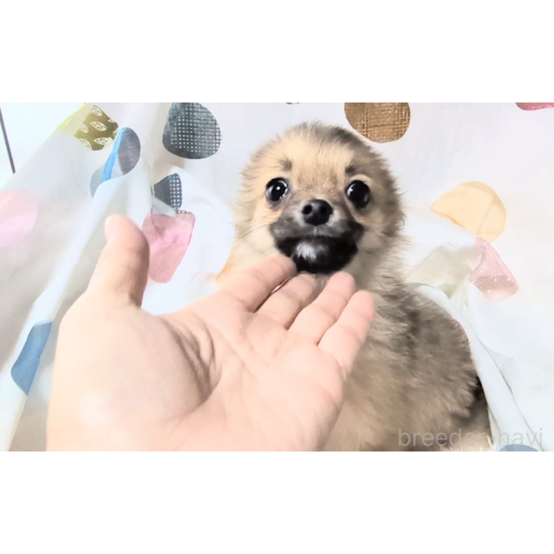 販売中の茨城県のミックス犬-417436の5枚目