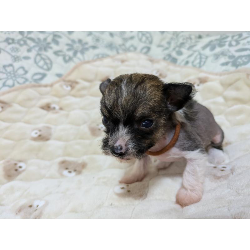 販売中の大分県のチャイニーズクレステッドドッグ-430944の6枚目