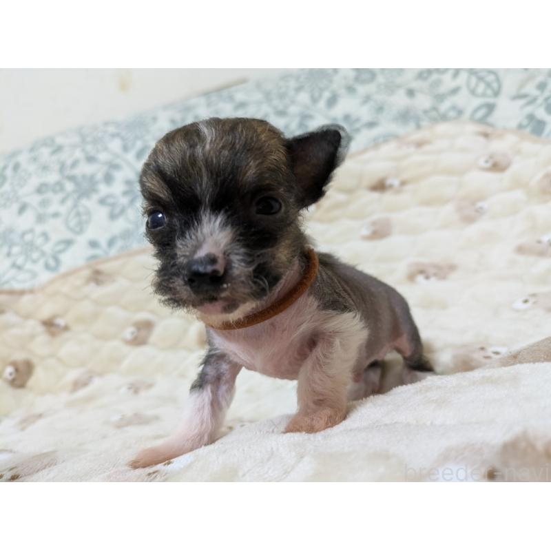 販売中の大分県のチャイニーズクレステッドドッグ-430944の4枚目