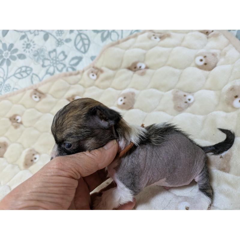 販売中の大分県のチャイニーズクレステッドドッグ-430944の3枚目