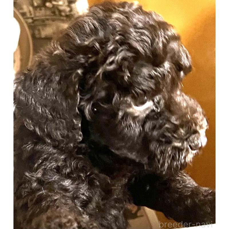 販売中の大阪府のスタンダードプードル-430946の3枚目