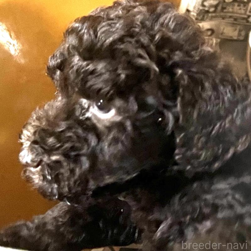 販売中の大阪府のスタンダードプードル-430946の2枚目