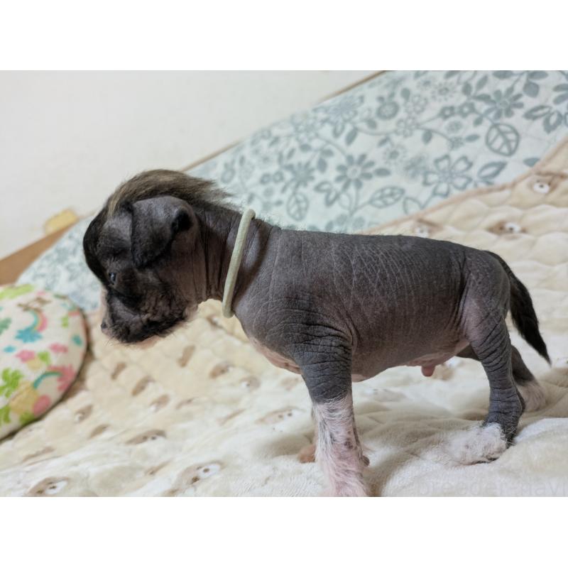 販売中の大分県のチャイニーズクレステッドドッグ-430945の8枚目