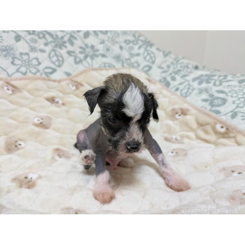 販売中の大分県のチャイニーズクレステッドドッグ-430945の7枚目