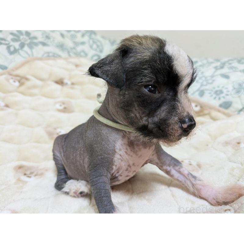 販売中の大分県のチャイニーズクレステッドドッグ-430945の6枚目