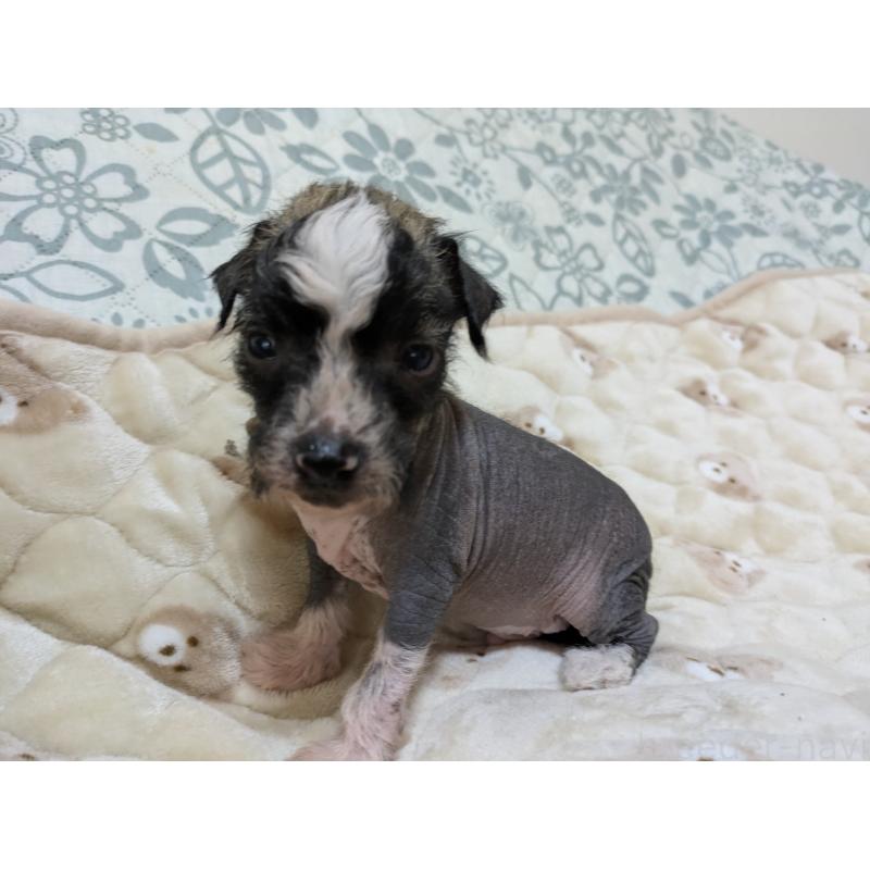 販売中の大分県のチャイニーズクレステッドドッグ-430945の5枚目