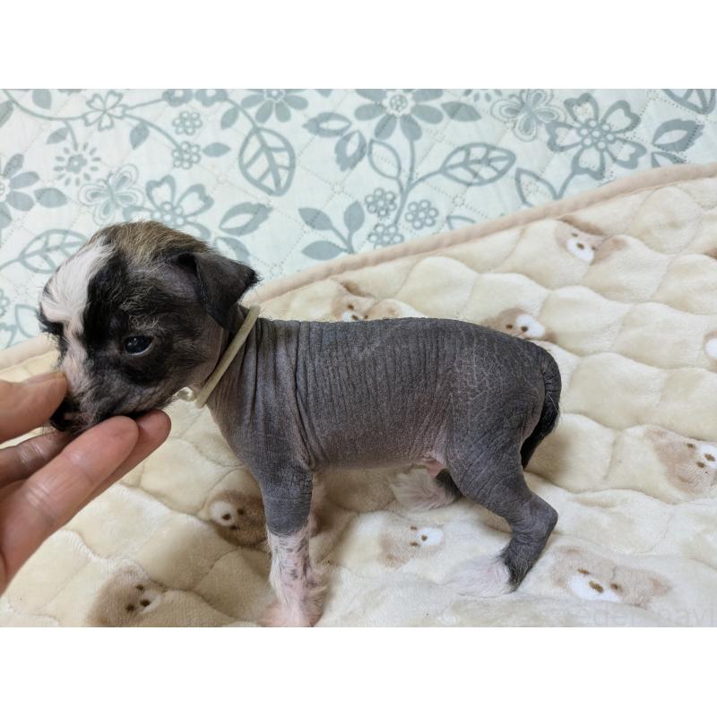 販売中の大分県のチャイニーズクレステッドドッグ-430945の4枚目