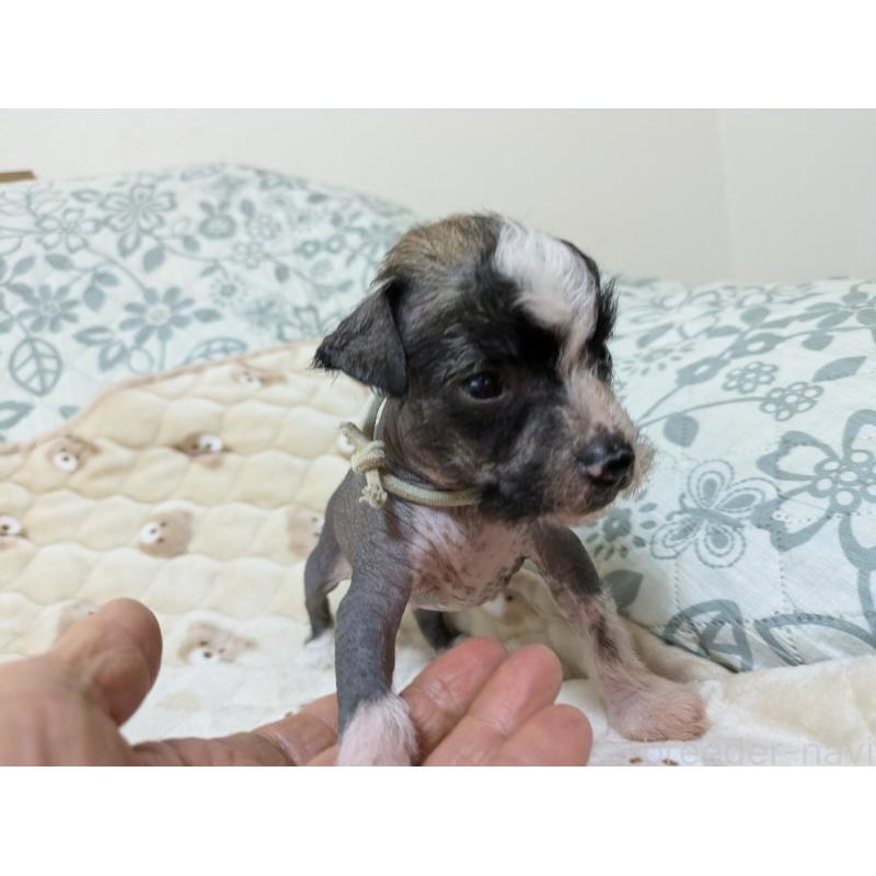 販売中の大分県のチャイニーズクレステッドドッグ-430945の3枚目