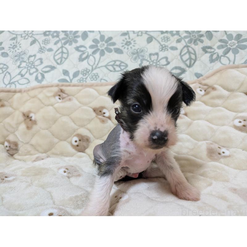 販売中の大分県のチャイニーズクレステッドドッグ-430947の8枚目