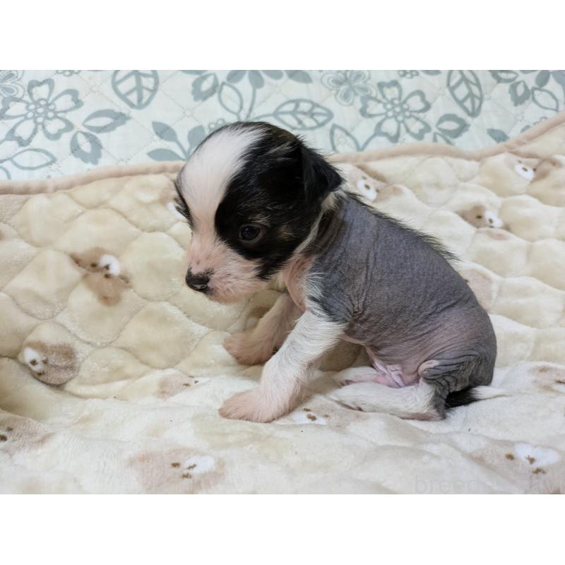 販売中の大分県のチャイニーズクレステッドドッグ-430947の7枚目