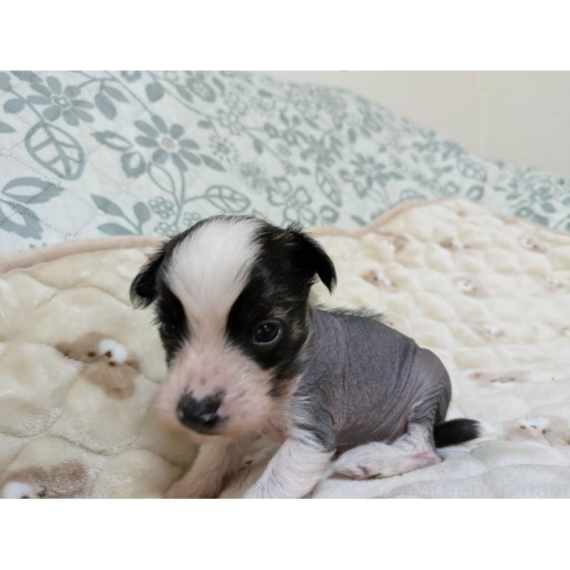 販売中の大分県のチャイニーズクレステッドドッグ-430947の6枚目