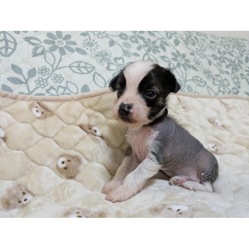 販売中の大分県のチャイニーズクレステッドドッグ-430947の5枚目