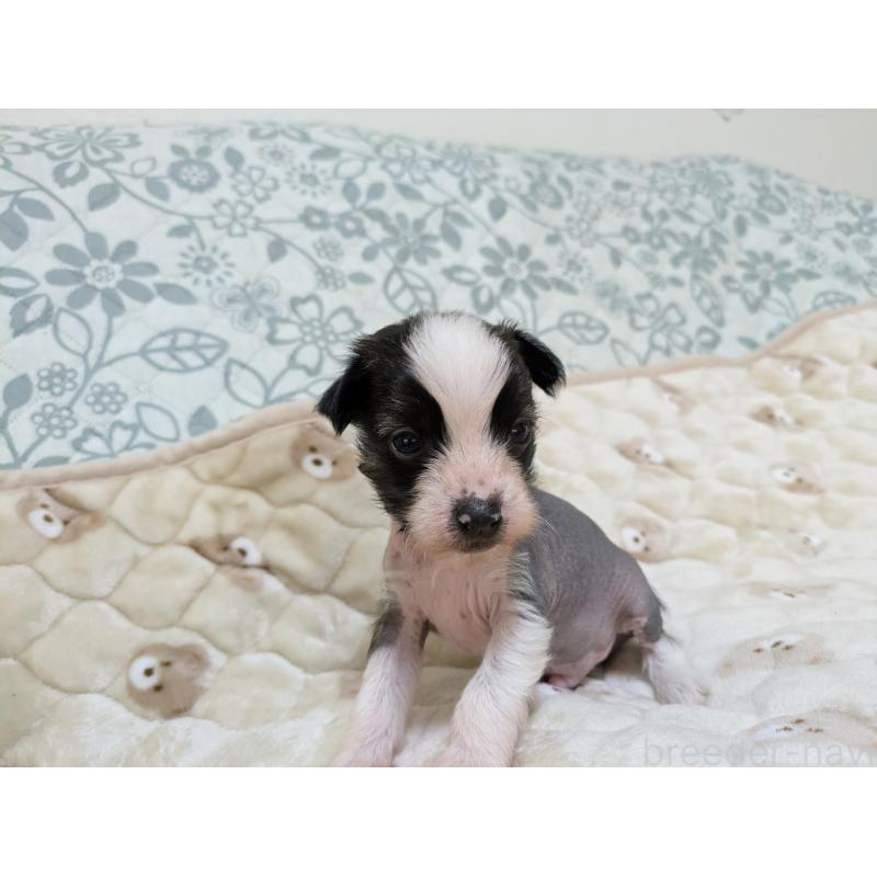 販売中の大分県のチャイニーズクレステッドドッグ-430947の3枚目