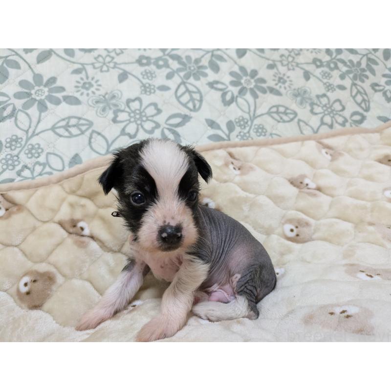 販売中の大分県のチャイニーズクレステッドドッグ-430947の2枚目