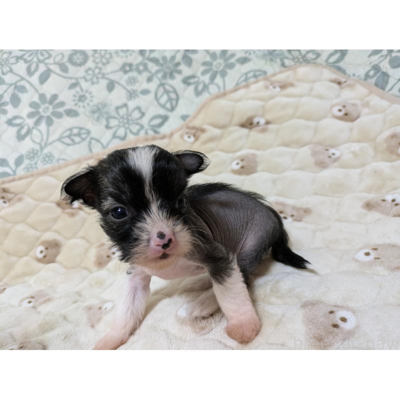 販売中の大分県のチャイニーズクレステッドドッグ-430948の7枚目