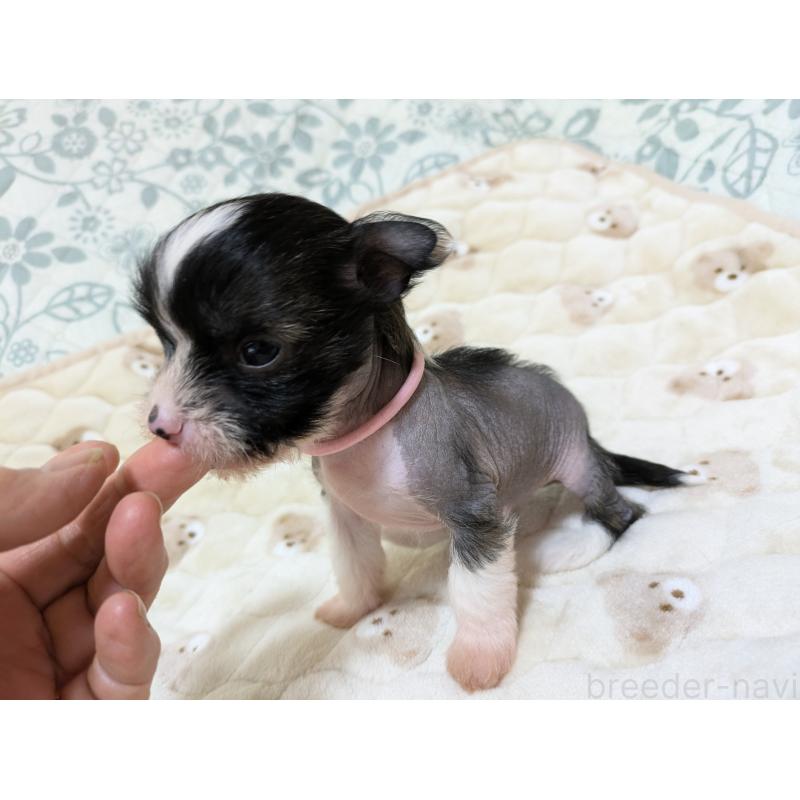 販売中の大分県のチャイニーズクレステッドドッグ-430948の6枚目