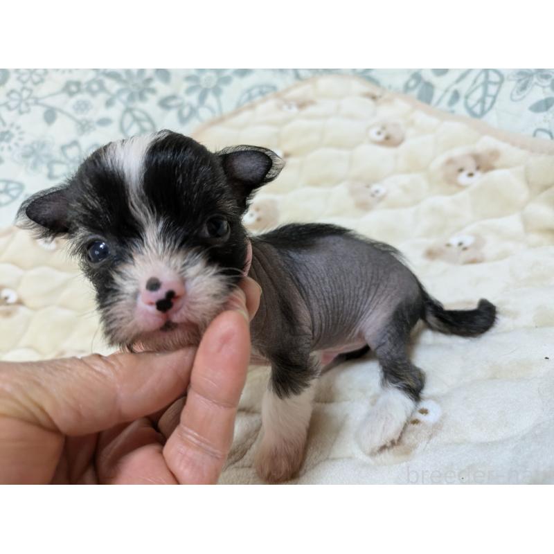 販売中の大分県のチャイニーズクレステッドドッグ-430948の5枚目