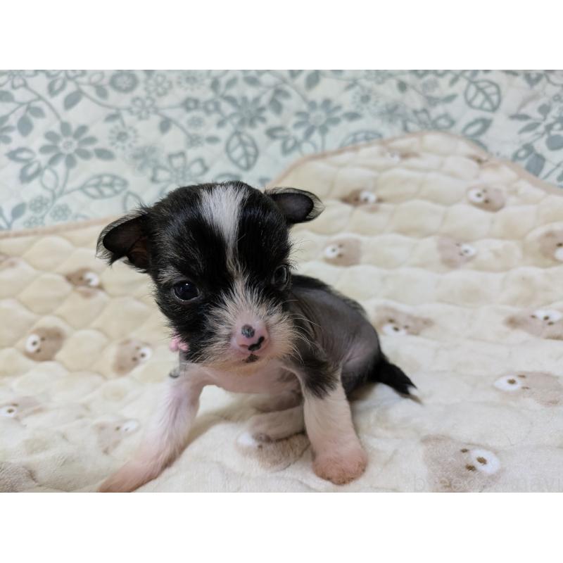 販売中の大分県のチャイニーズクレステッドドッグ-430948の4枚目