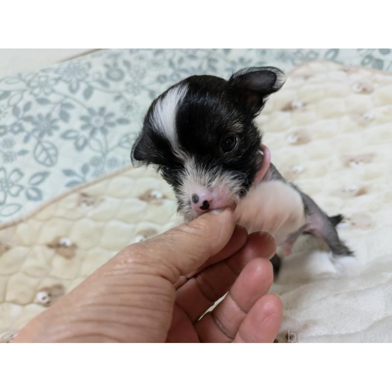 販売中の大分県のチャイニーズクレステッドドッグ-430948の3枚目