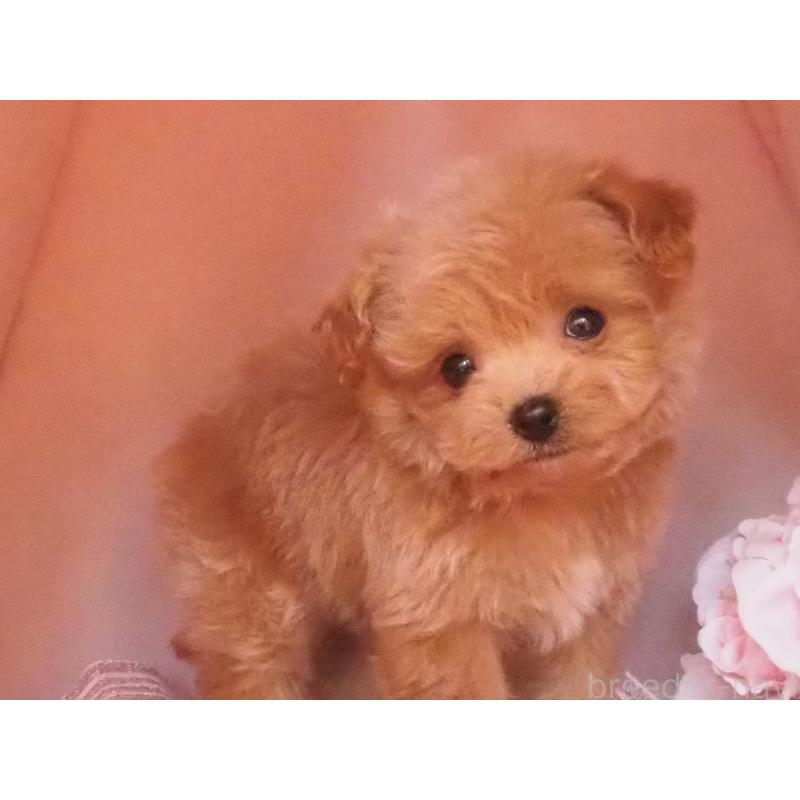 販売中の岡山県のミックス犬-430949の3枚目