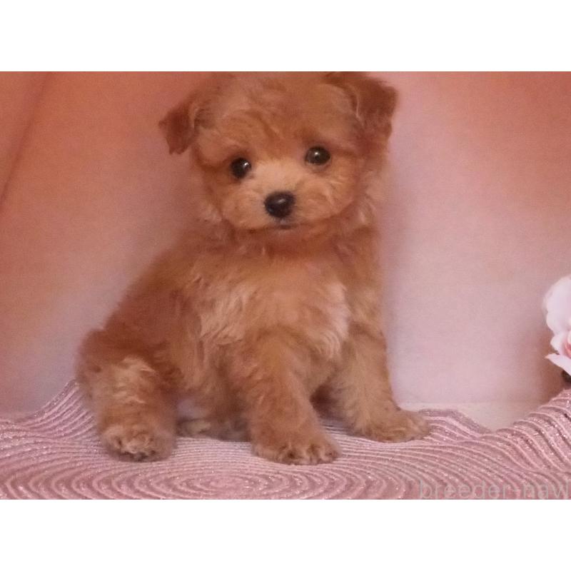 販売中の岡山県のミックス犬-430949の2枚目