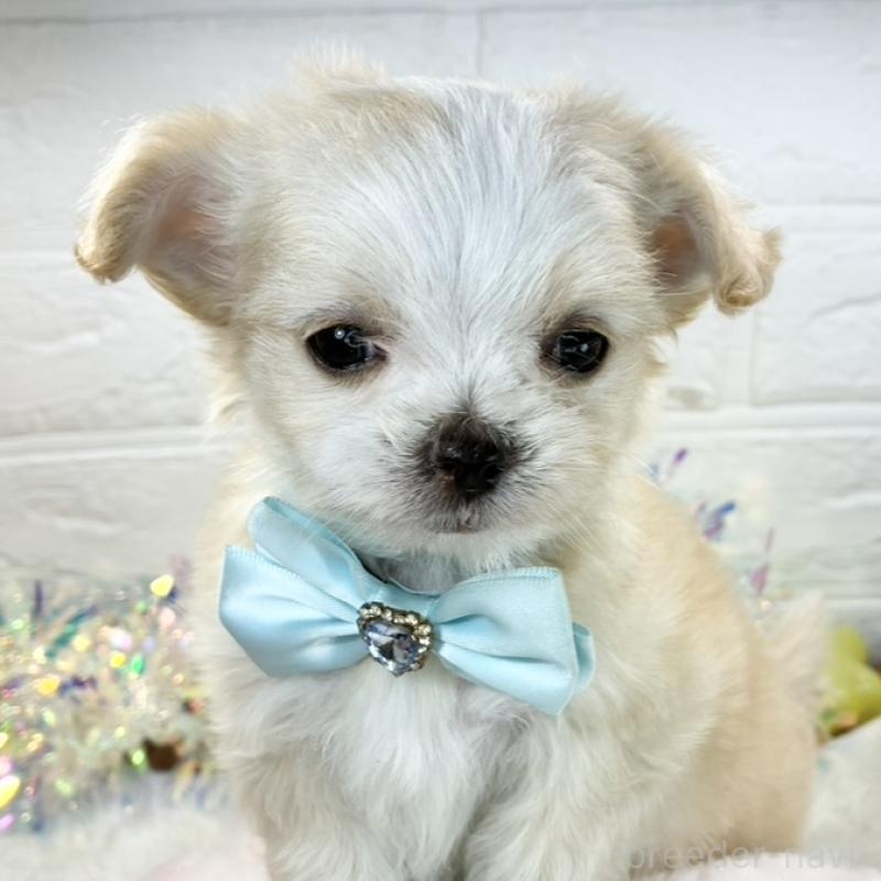 販売中の岐阜県のチワマル:チワワ×マルチーズ-430950の1枚目