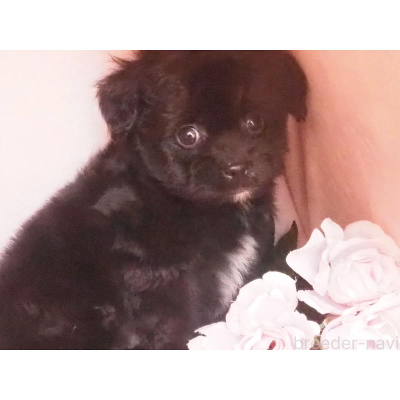 販売中の岡山県のミックス犬-430953の3枚目