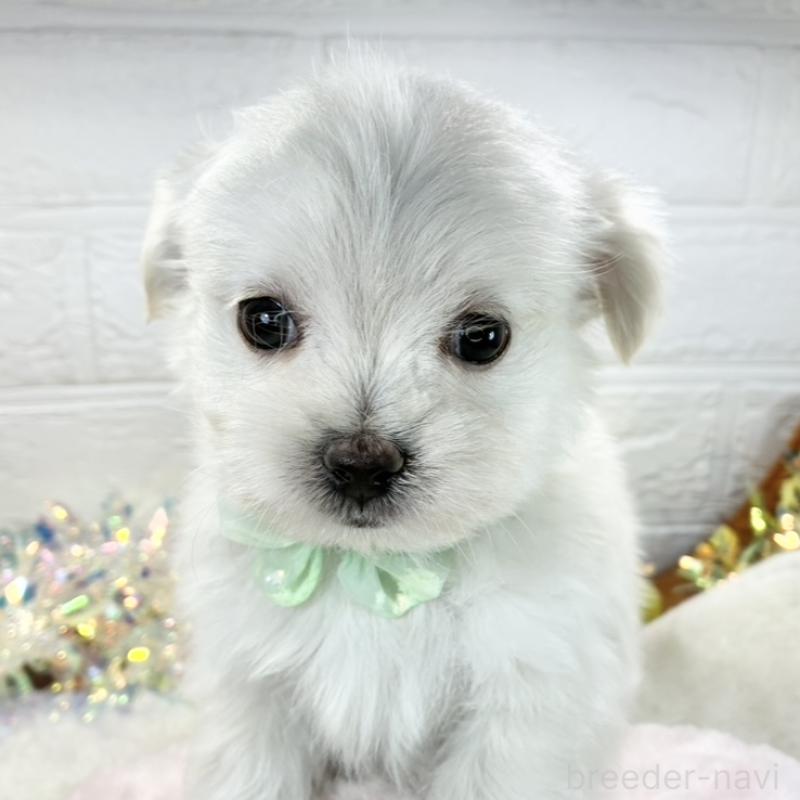 販売中の岐阜県のチワマル:チワワ×マルチーズ-430951