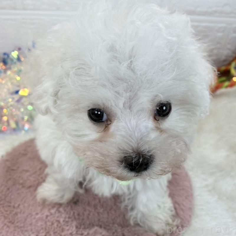 販売中の岐阜県のミックス犬-430952の1枚目