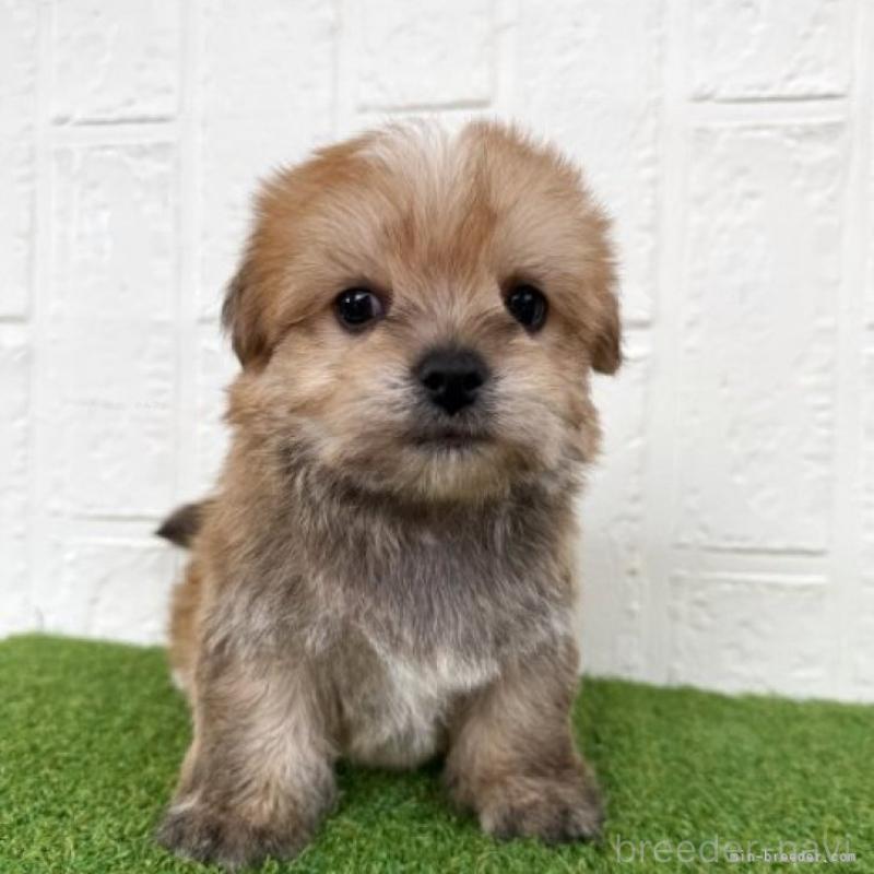 販売中の徳島県のマルキー:マルチーズ×ヨークシャーテリア-430954の1枚目