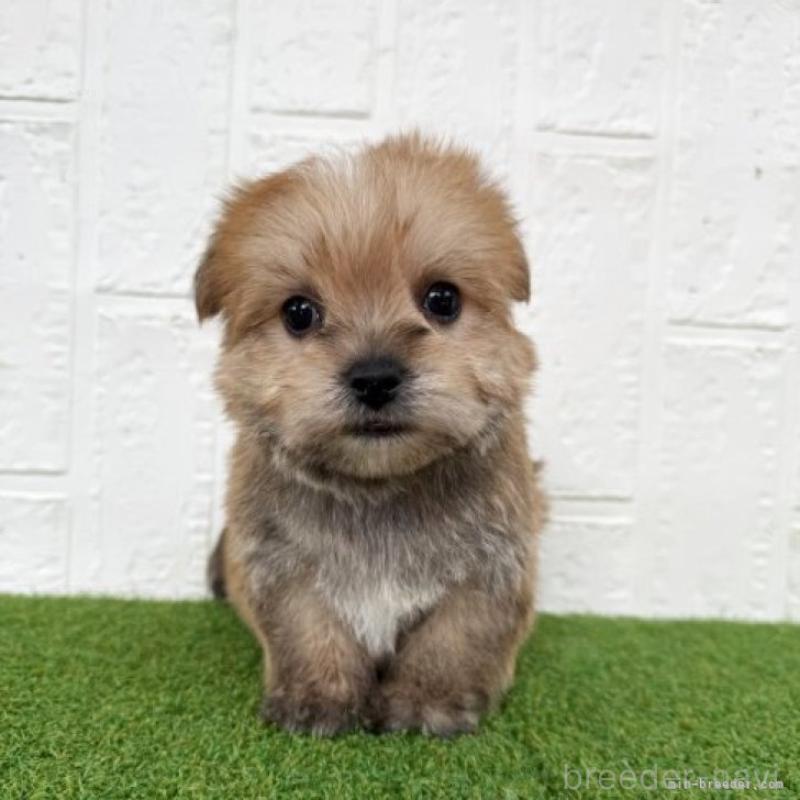 販売中の徳島県のマルキー:マルチーズ×ヨークシャーテリア-430954の3枚目