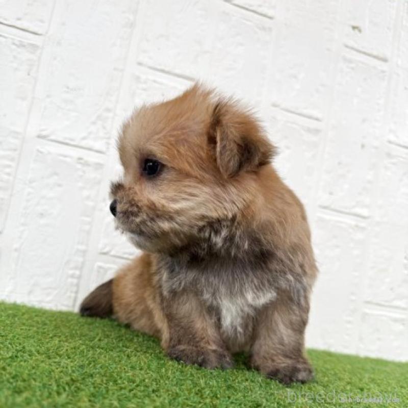 販売中の徳島県のマルキー:マルチーズ×ヨークシャーテリア-430954の2枚目