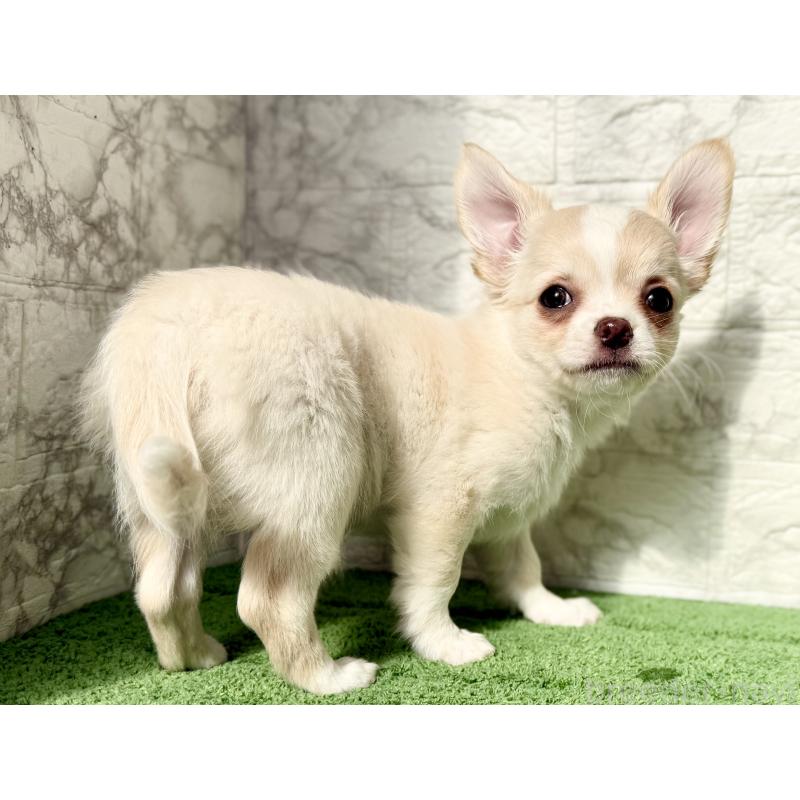 販売中の埼玉県のチワワ(ロングコート)-422569の7枚目