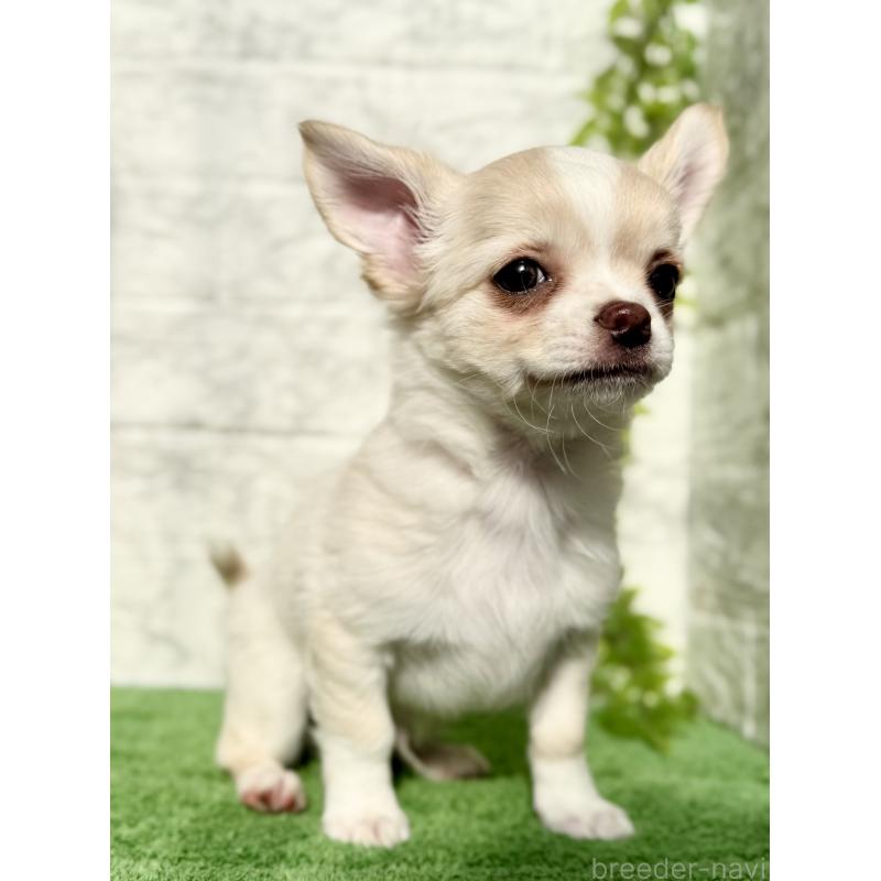 販売中の埼玉県のチワワ(ロングコート)-422569の6枚目