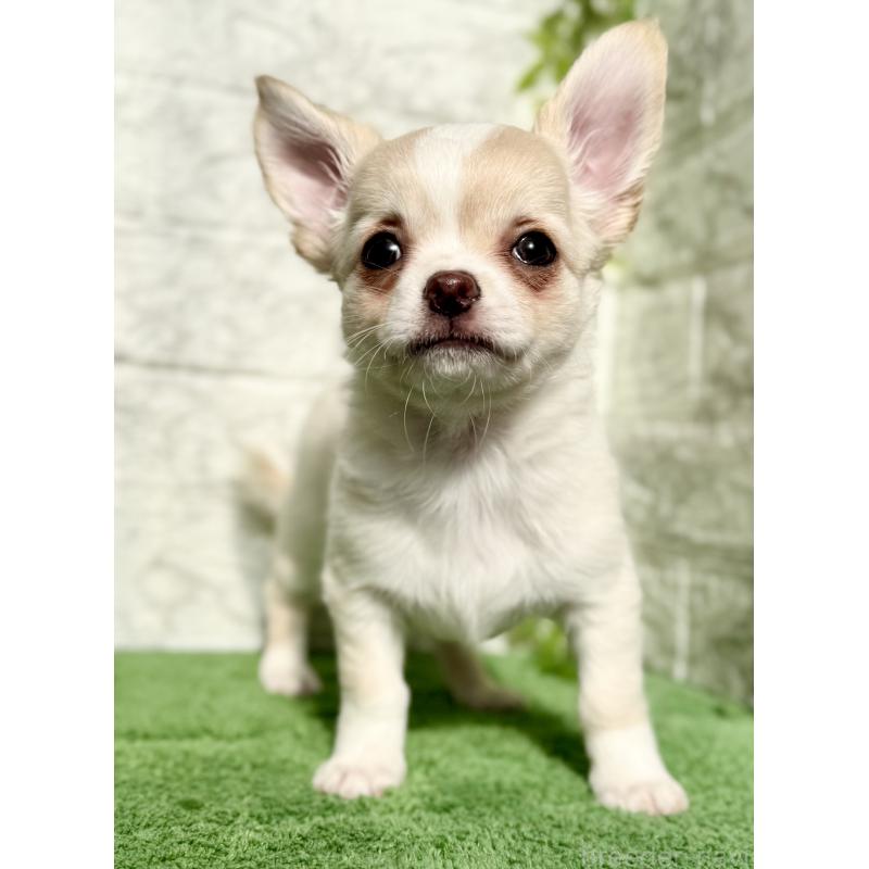 販売中の埼玉県のチワワ(ロングコート)-422569の5枚目