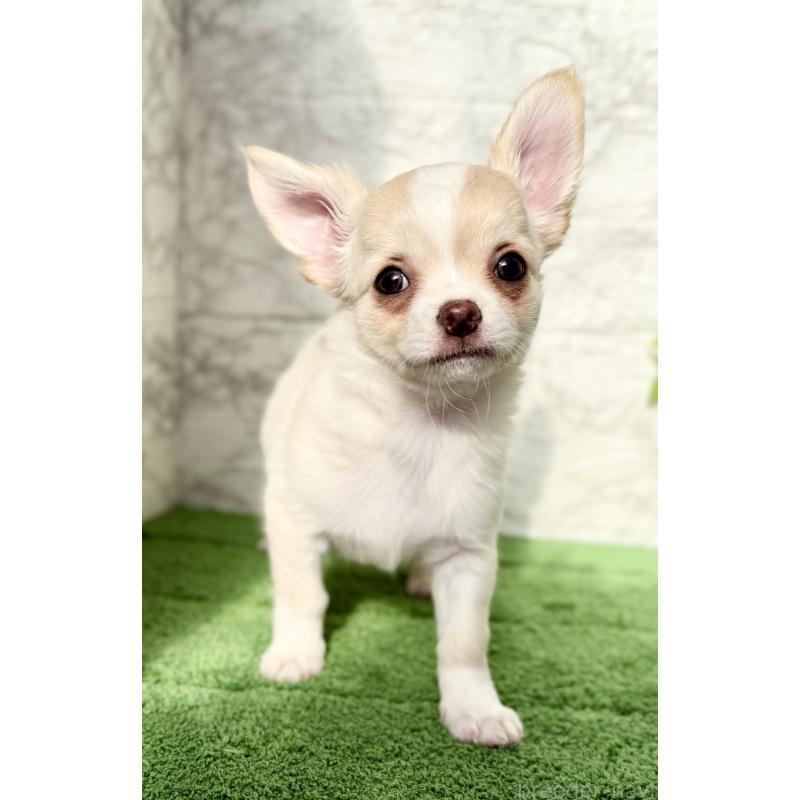 販売中の埼玉県のチワワ(ロングコート)-422569の4枚目