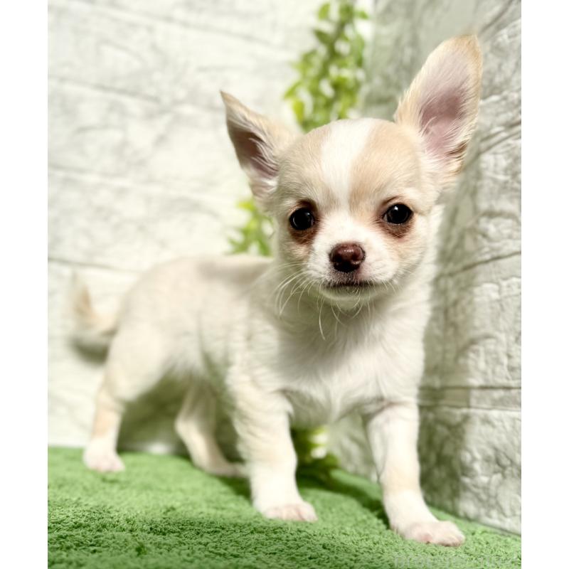 販売中の埼玉県のチワワ(ロングコート)-422569の3枚目