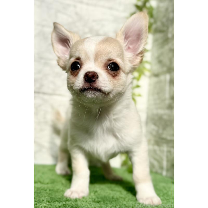 販売中の埼玉県のチワワ(ロングコート)-422569の2枚目