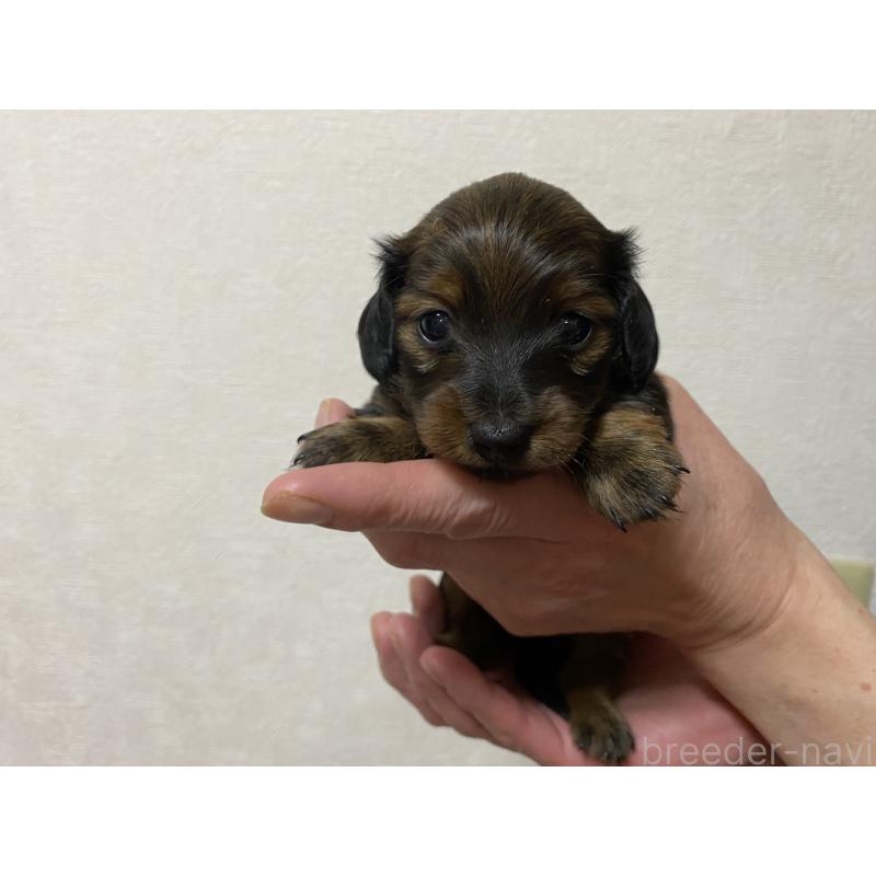 販売中の千葉県のカニンヘンダックスフンド(ロングヘアード)-430959の4枚目