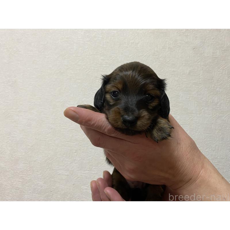 販売中の千葉県のカニンヘンダックスフンド(ロングヘアード)-430959の3枚目