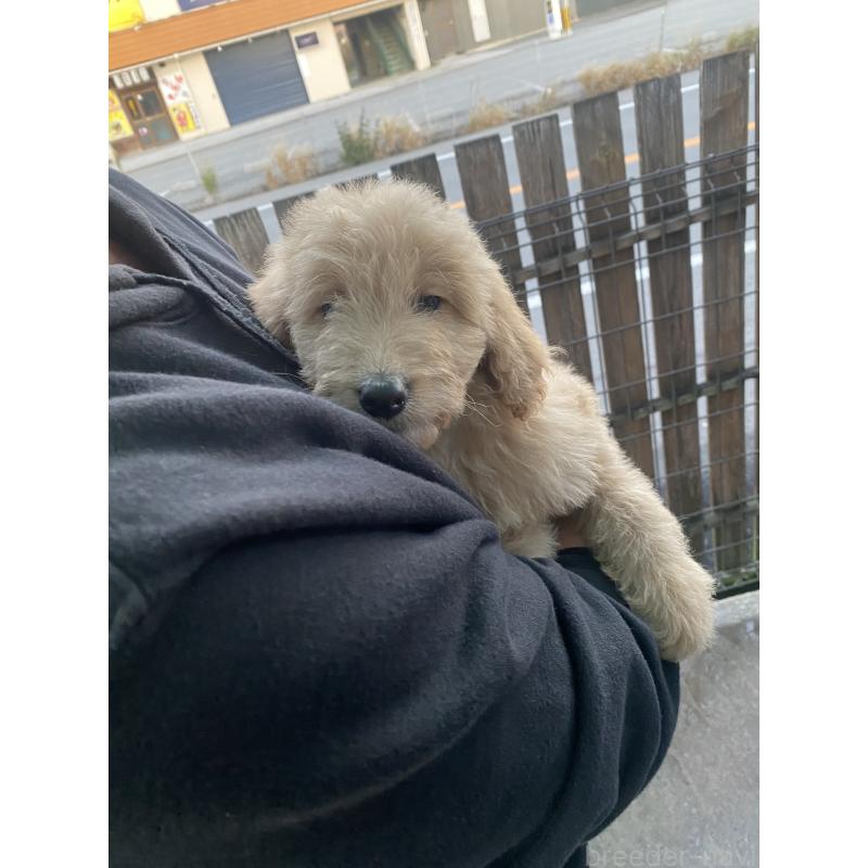 成約済の滋賀県のゴールデンドゥードル:ゴールデンレトリーバー×プードル-430955の1枚目