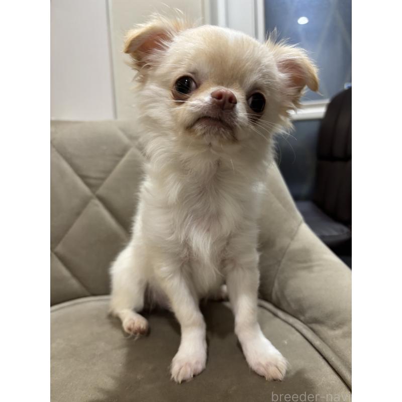 成約済の兵庫県のチワワ(ロングコート)-415615の2枚目