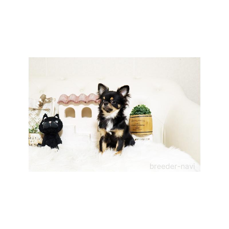 販売中の佐賀県のチワワ(ロングコート)-402912の5枚目