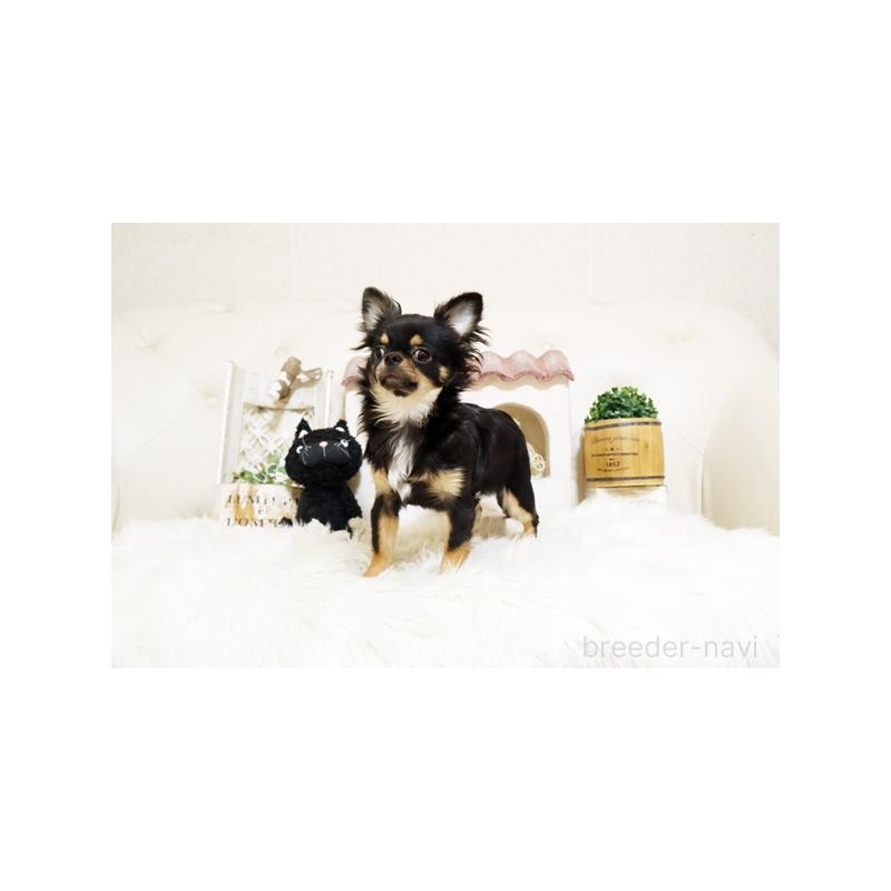 販売中の佐賀県のチワワ(ロングコート)-402912の3枚目